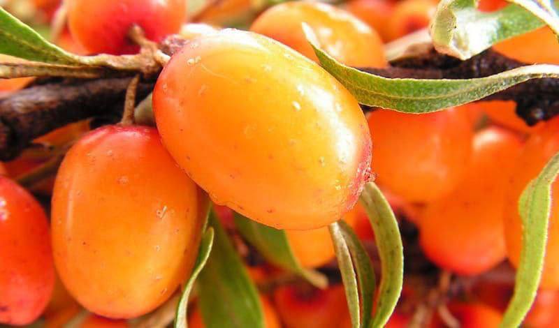 ¡El espino amarillo es un sanador para los vasos sanguíneos!